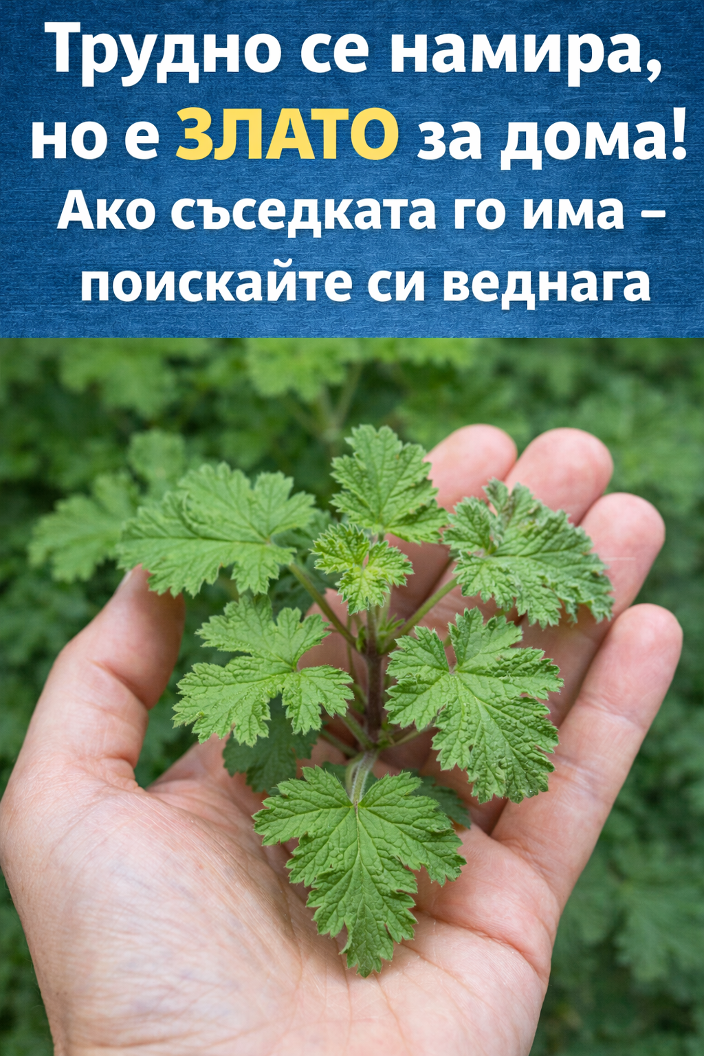 Трудно се намира, но е ЗЛАТО за дома! Ако съседката го има – поискайте си веднага 1 5482869d f1d0 49f3 9cc7 0d6bf0025e20