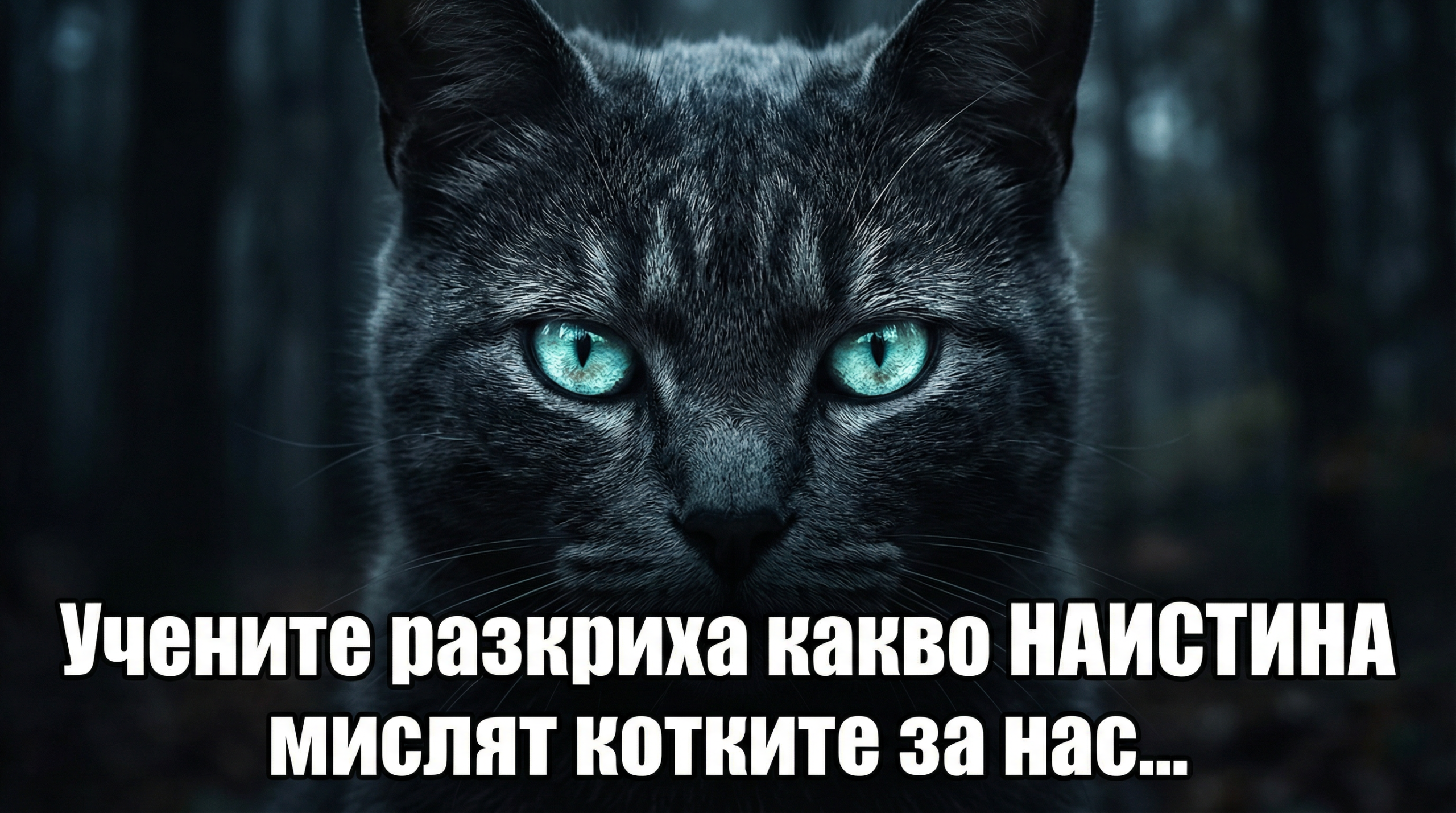 Пригответе се за шок: Учените разкриха какво НАИСТИНА мислят котките за нас… 1 b2beb01d b7fd 4a69 b56d 8d9dc0afc883 scaled