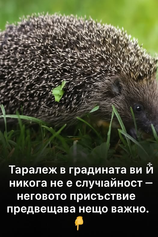 Ако в градината ви се е появил таралеж, това означава, че… 1 523850011 1294150782721141 1926831878304779073 n