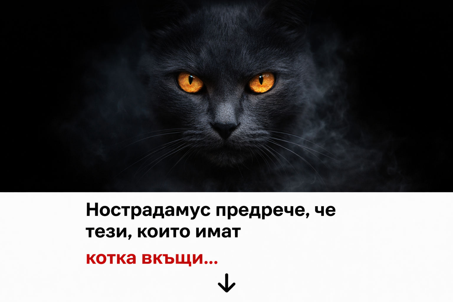 Нострадамус разкрива: Ако имате котка вкъщи, очаква ви... 1 46bc133a 8013 4a8e 89d3 0ebb7022fed1