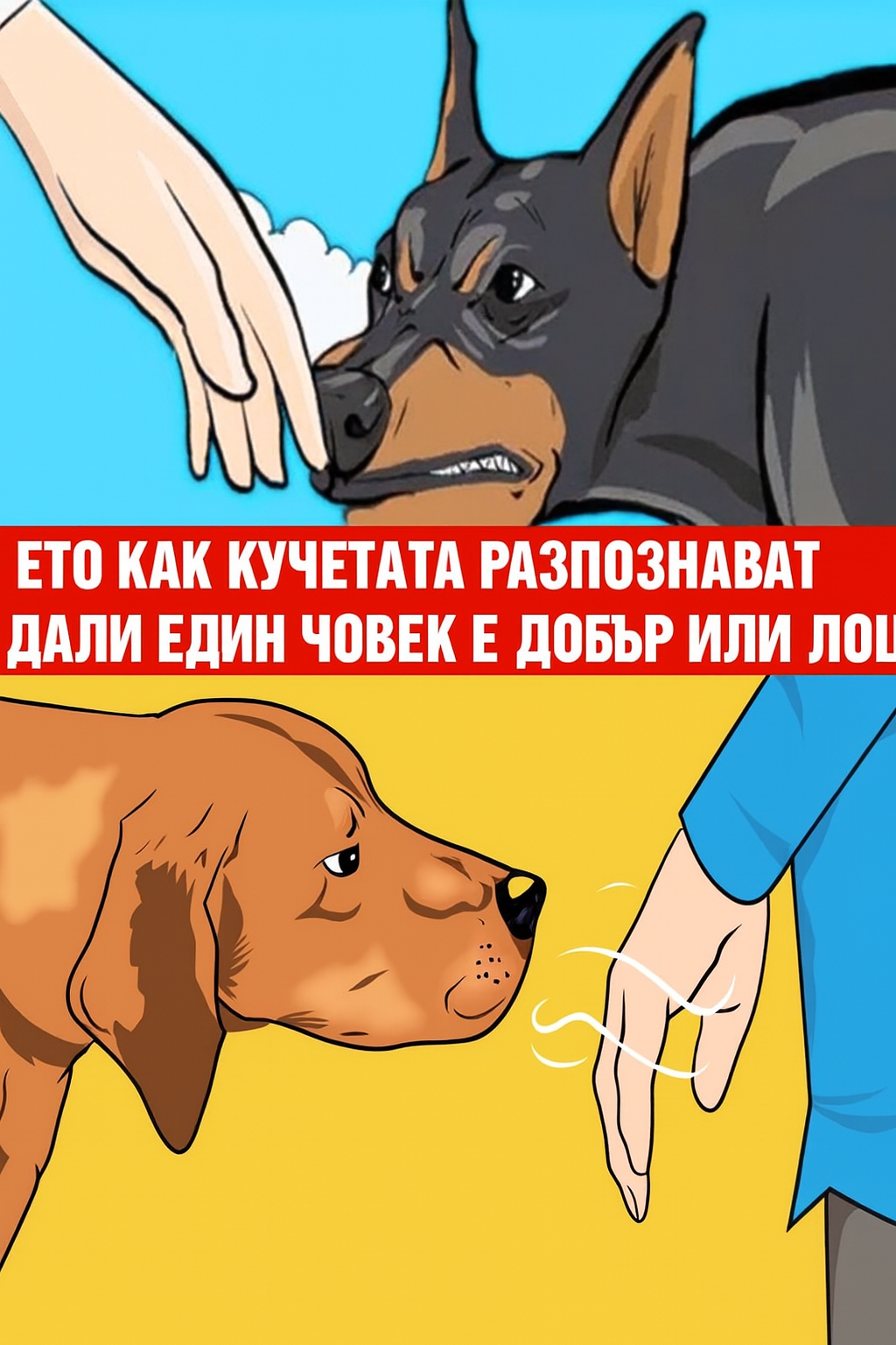 Ето как кучетата разпознават дали един човек е добър или лош 1 7dc28ef2 c670 4506 b126 5e13cf8eaad6
