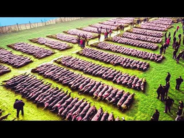Ако дронът не беше заснел ТОВА, никой нямаше да повярва! 1 505130697 122221140002177756 8630984673675407535 n