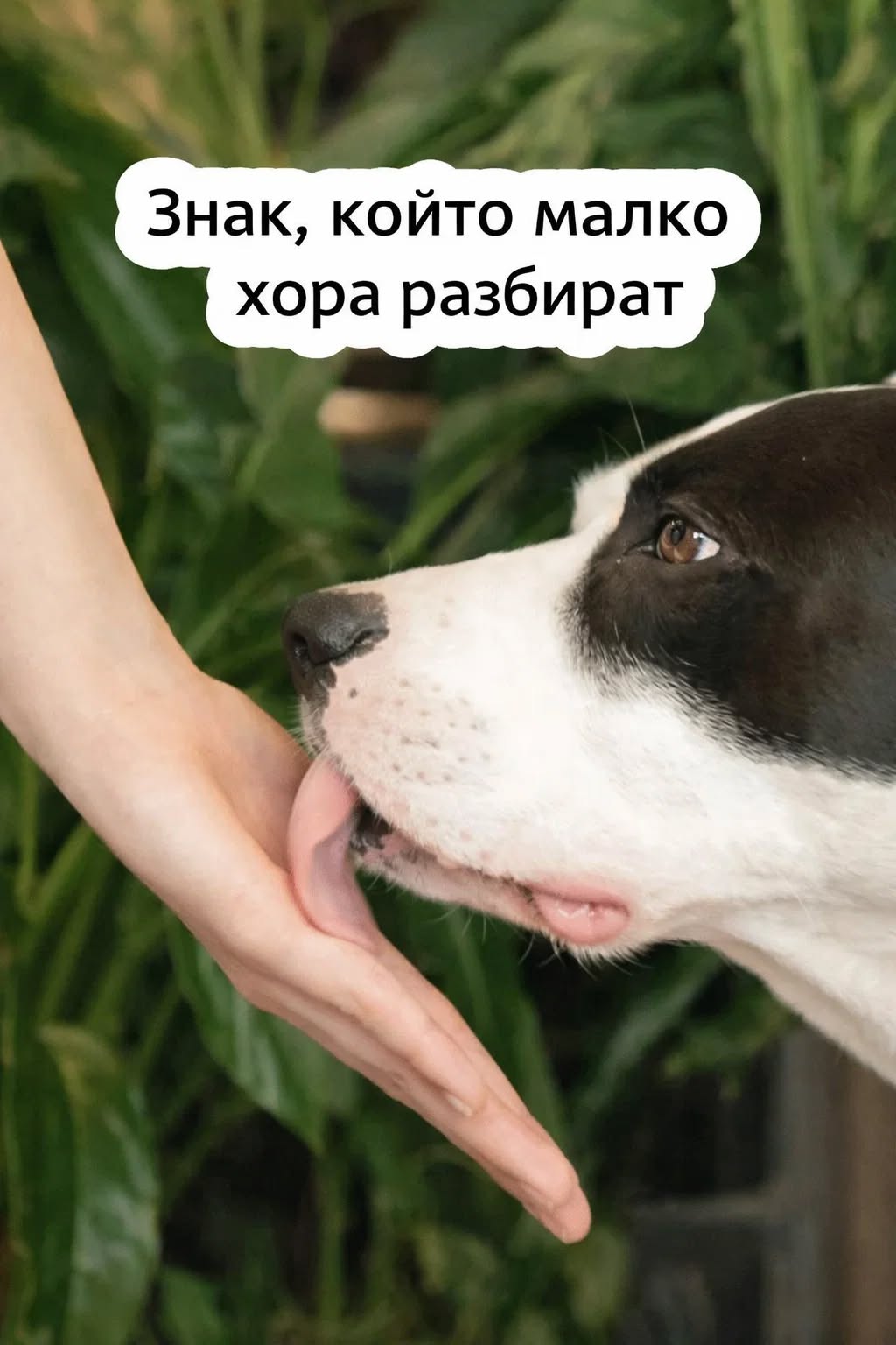 Когато кучето ви ближе ръцете – какви сигнали изпраща и защо е важно да ги разчетете. Това не е просто навик 👇 1 604765454 1435056635297221 4592937971303278312 n