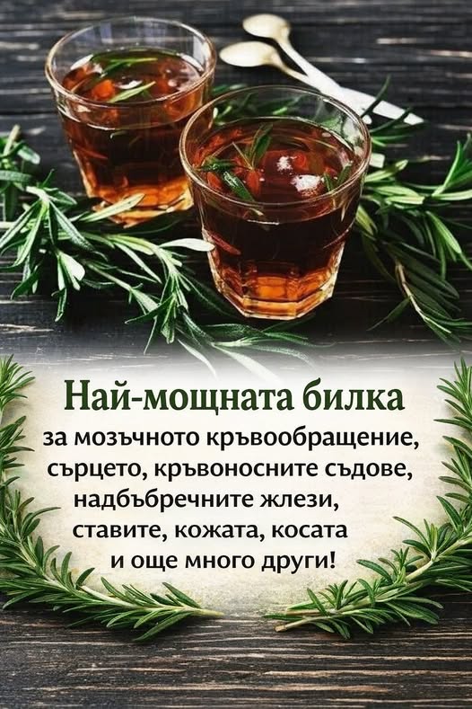 Изключително силна билка за подпомагане на мозъчното кръвообращение, сърцето и кръвоносните съдове, надбъбречните жлези, ставите, кожата, косата и още много други 👇👇👇 1 622351755 1463988235737394 8275967801324515535 n