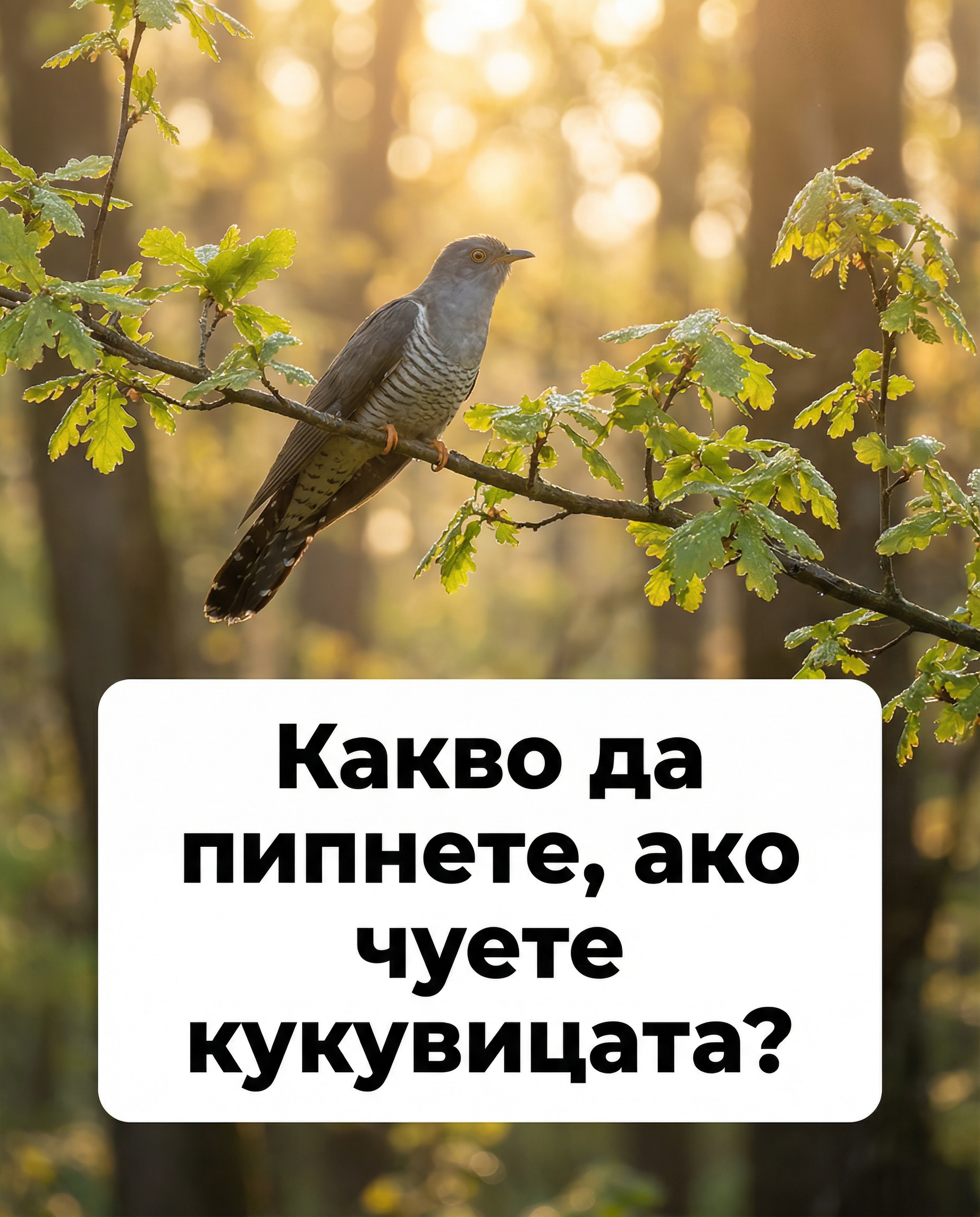 Ако кукувицата те закука гладен на Благовец, ето какво да направиш ВЕДНАГА, за да обърнеш съдбата! 1 46a8a22f 4e36 4948 9fd1 dd7270fcebe7