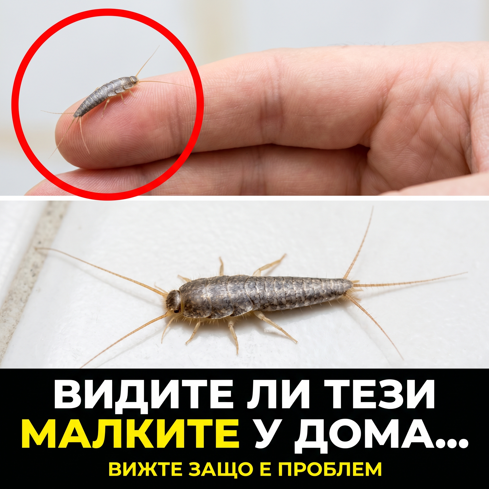 Видите ли тези малките у дома, значи имате сериозен ПРОБЛЕМ! 1 503e76f3 bf8b 4ccb 8e7d fe90c6717911
